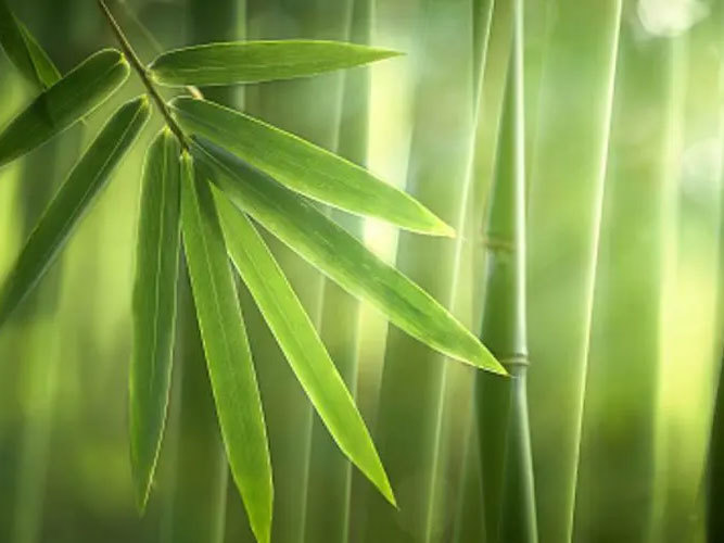 国内的厨房竹木制品注重消费者的生活细节 国内的厨房竹木制品注重消费者的生活细节